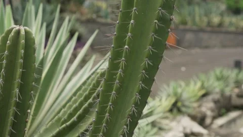 Close up of lady of the night cactus (Cereus Hexagonus) Stock Footage 312253324