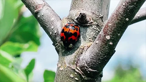 Close up of ladybird ON A APPLE TREE Stock Footage 154907064