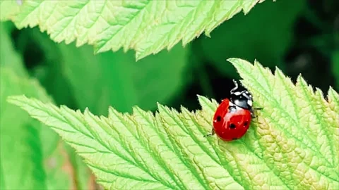 Close up of ladybird that fly Stock Footage 154907021