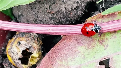 Close up of ladybird Stock Footage 154907040