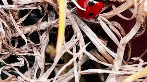 Close up of ladybird Stock Footage 154907069