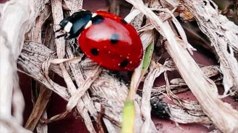 Close up of ladybird Stock Footage 154907098