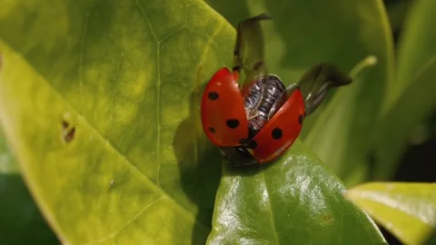 Close-up Of A Ladybird/ Ladybug Opening Wings 스톡 동영상 303990376