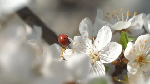 Close-up of a ladybug crawling from flower to flower Stock Footage 129574575