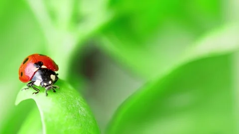 Close up of ladybug crawling on green leaf in slow motion. Stock-Footage 341070797