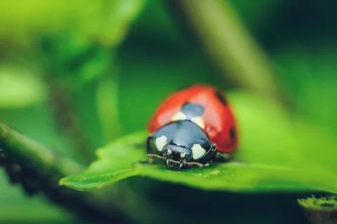 Close up of ladybug crawling on a green leaf, macro photography. 스톡 사진