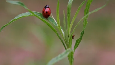Close-up on a ladybug crawling on a plant back and forth Video stock 77102050