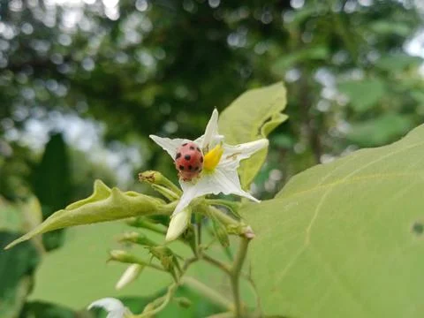 Close up of ladybug on flower Stock Photos