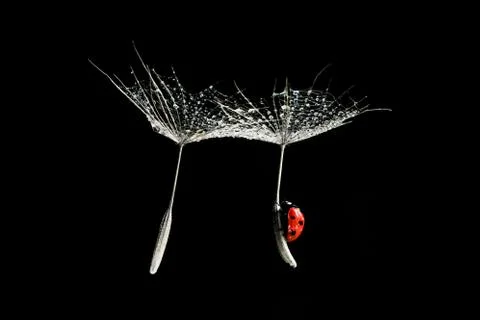 Close-up ladybug flying on two dandelion seeds with water drops Stock Photos