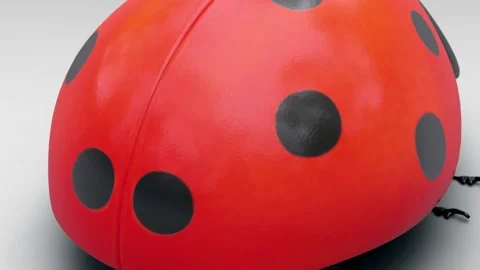 Close up of a ladybug Stock Footage 144106292