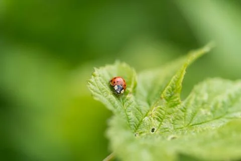 Close-up of Ladybug on Fresh Green Leaf in Nature Stock Photos