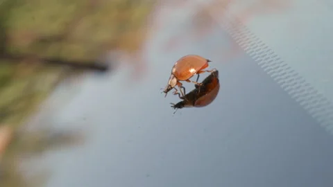 Close-Up of Ladybug on Glass Surface. Stock Footage 289824251