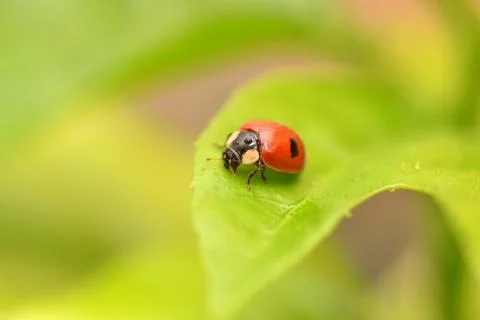 Close-up ladybug on a green leaf in the grass. Water drops. Stock Photos