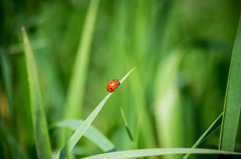 Close-up ladybug on a green leaf in the grass. Stock Photos