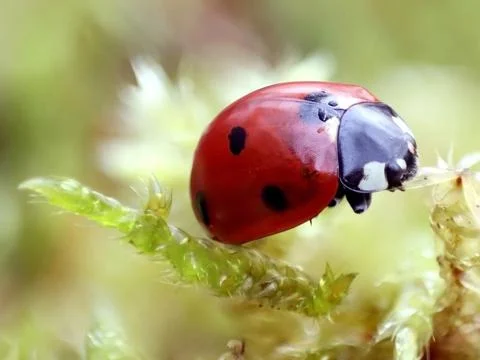 Close-up of a ladybug on green moss. Macro photograph. Green grass. Morning dew. Stock Photos