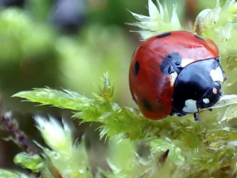 Close-up of a ladybug on green moss. Macro photograph. Green grass. Morning dew. Stock Photos