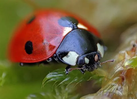 Close-up of a ladybug on green moss. Macro photograph. Green grass. Morning dew. Stock Photos