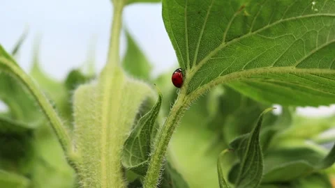 Close-up of a ladybug on a green sunflower leaf Video stock 344843190