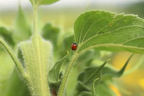 Close-up of a ladybug on a green sunflower leaf Stock Photos