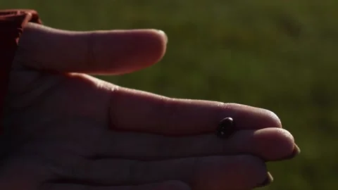 Close-Up of a Ladybug on Hand Stock Footage 146560636
