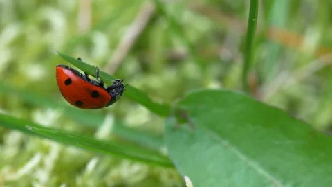 Close-up of a ladybug hanging on a blade of grass, 1 of 2 Stock Footage 271212513