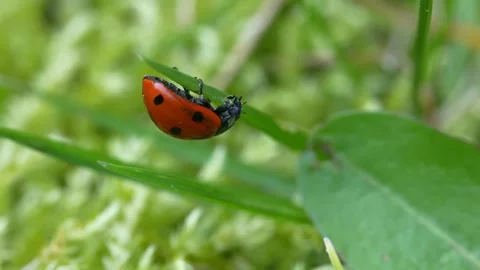 Close-up of a ladybug hanging on a blade of grass, 2 of 2 Stock Footage 271212657