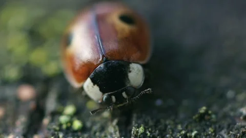 Close-up of ladybug head Stock Footage 317574853