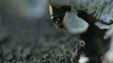 Close-up of ladybug head Stock Footage 317574859