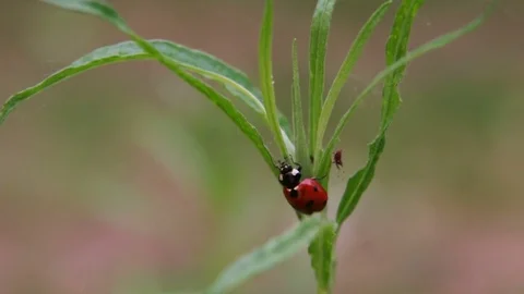 Close-up on a ladybug hunting aphid Stock Footage