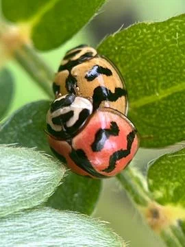 Close-up of a ladybug on a leaf-1 (1) Foto stock
