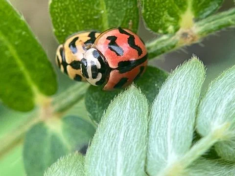 Close-up of a ladybug on a leaf-1 (4) Stock Photos