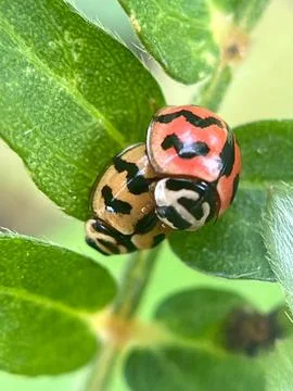 Close-up of a ladybug on a leaf-1 (6) Stock Photos