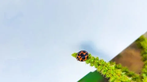 Close up of ladybug on leaf against white background Stock Photos
