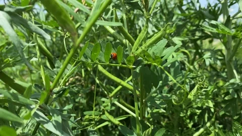 Close-up of ladybug on leaf of green grass. Video stock 156329798