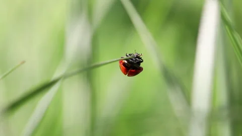 Close up of ladybug opening its wings and launching off blade of grass 스톡 동영상 141605877