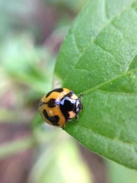 Close up of ladybug Stock Photos