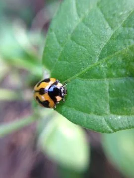 Close up of ladybug Stock Photos
