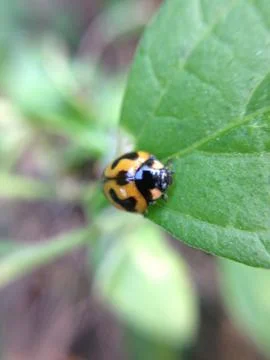 Close up of ladybug Stock Photos