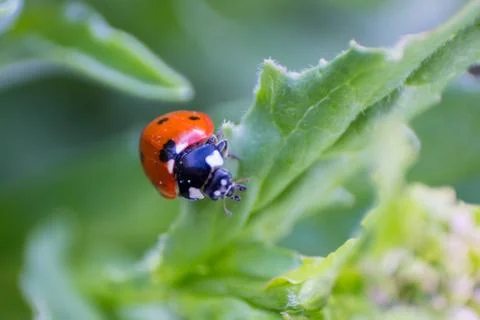Close up of Ladybug Stock Photos