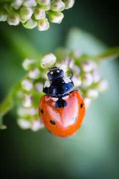 Close up of Ladybug Foto stock