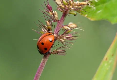 Close-up of ladybug Stock Photos