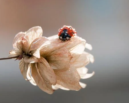 Close-up of a ladybug Foto stock