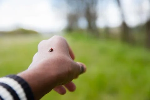 Close-up of a ladybug placed on the hand of a boy in a meadow Stock Photos