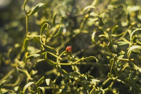 Close up ladybug on plant leaf under sunlight concept photo Stock Photos