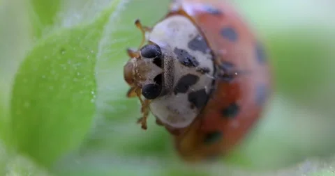 Close-up of a ladybug on a plant. Micro macro 4K video. Stock Footage 164249042
