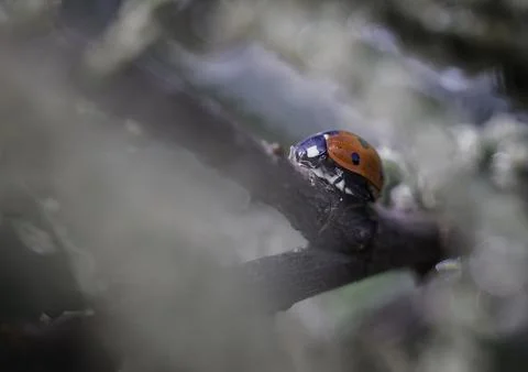 Close-up of ladybug on plant Stock Photos