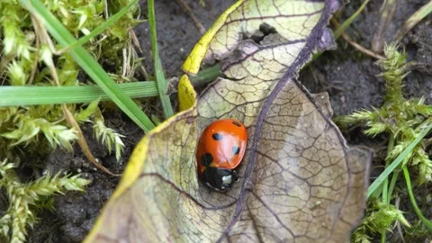 Close-up of a ladybug resting on a leaf Stock Footage 271211873