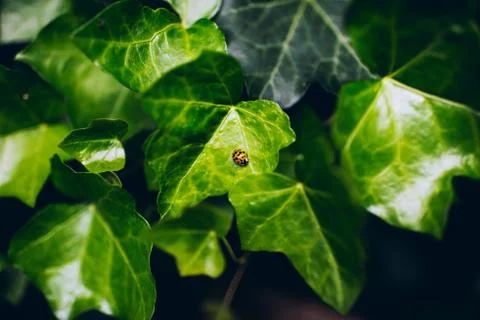 Close-up of ladybug resting on leaf in garden Stock Photos