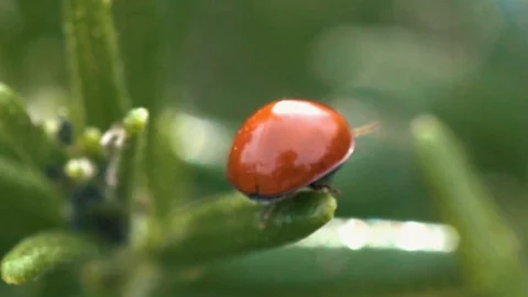 Close up from a Ladybug right before she fly away Video stock 105687358