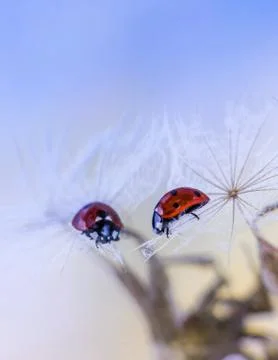 Close-up ladybug on salsify seed with reflection in the mirror Stock Photos